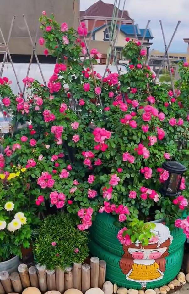 Chàng trai 10X trồng hoa hồng trong lốp xe, vừa dễ thương vừa đẹp rực rỡ, ai nhìn cũng mê - 4