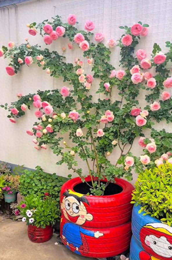 Chàng trai 10X trồng hoa hồng trong lốp xe, vừa dễ thương vừa đẹp rực rỡ, ai nhìn cũng mê - 2