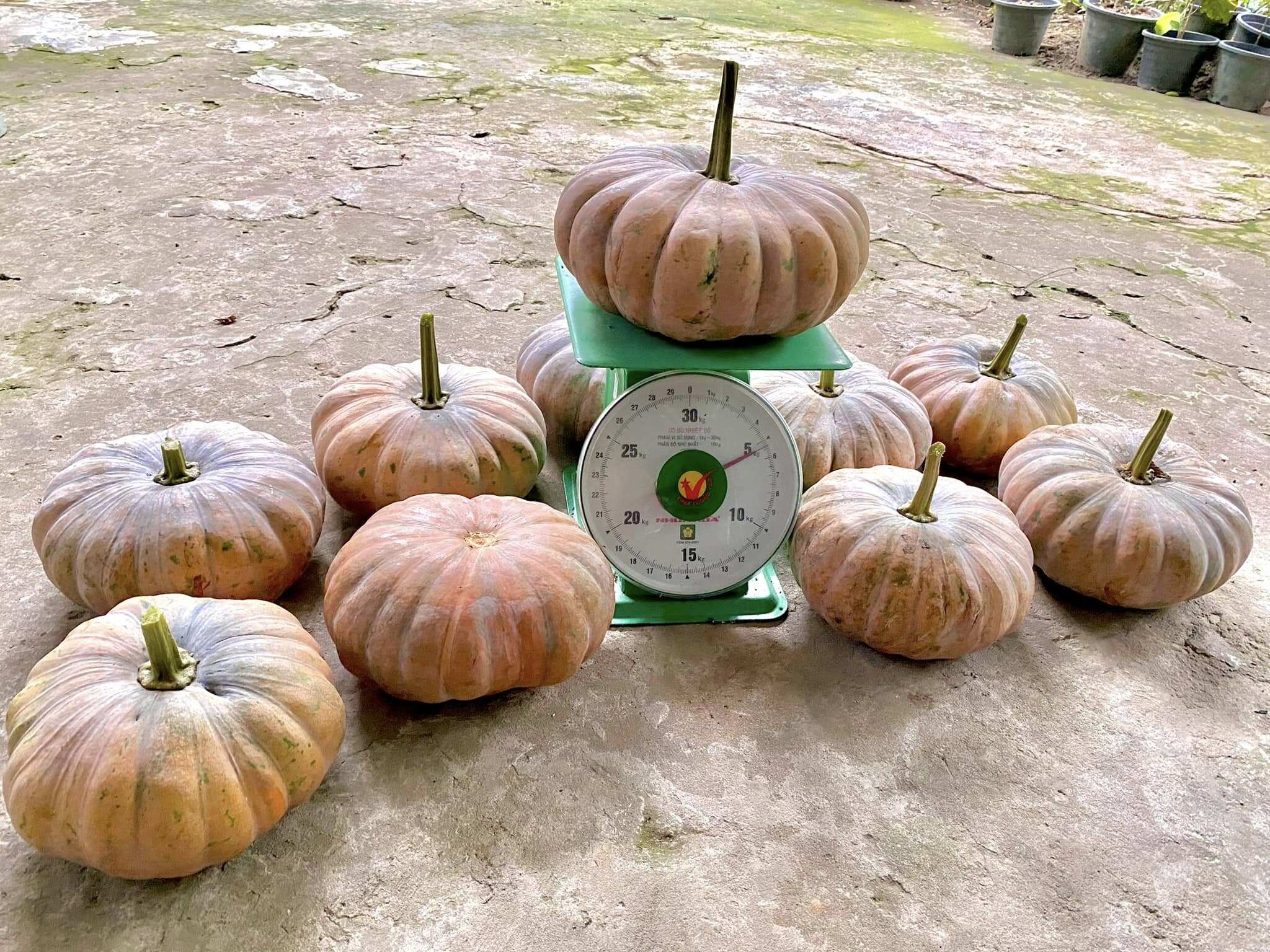 Những quả bí đỏ to đùng được thu hoạch trong vườn nhà anh Vũ Minh.