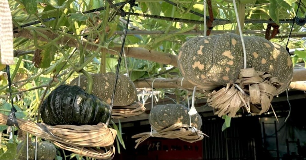 Chàng trai 9X ngồi xe lăn làm vườn, rau xanh giăng khắp lối, quả treo lúc lỉu trên giàn thật đã mắt - 6
