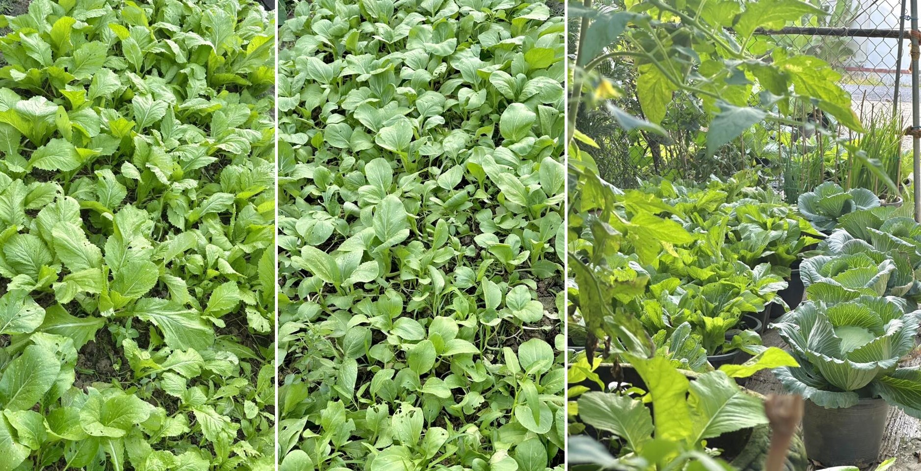 Đủ loại rau cải giăng khắp lối.