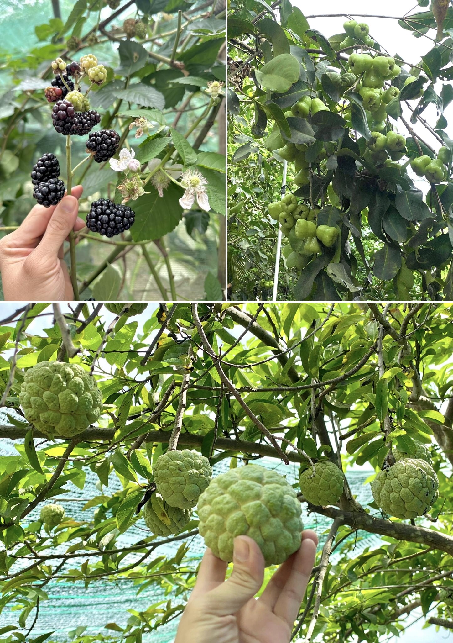 Một số loại quả trong vườn.