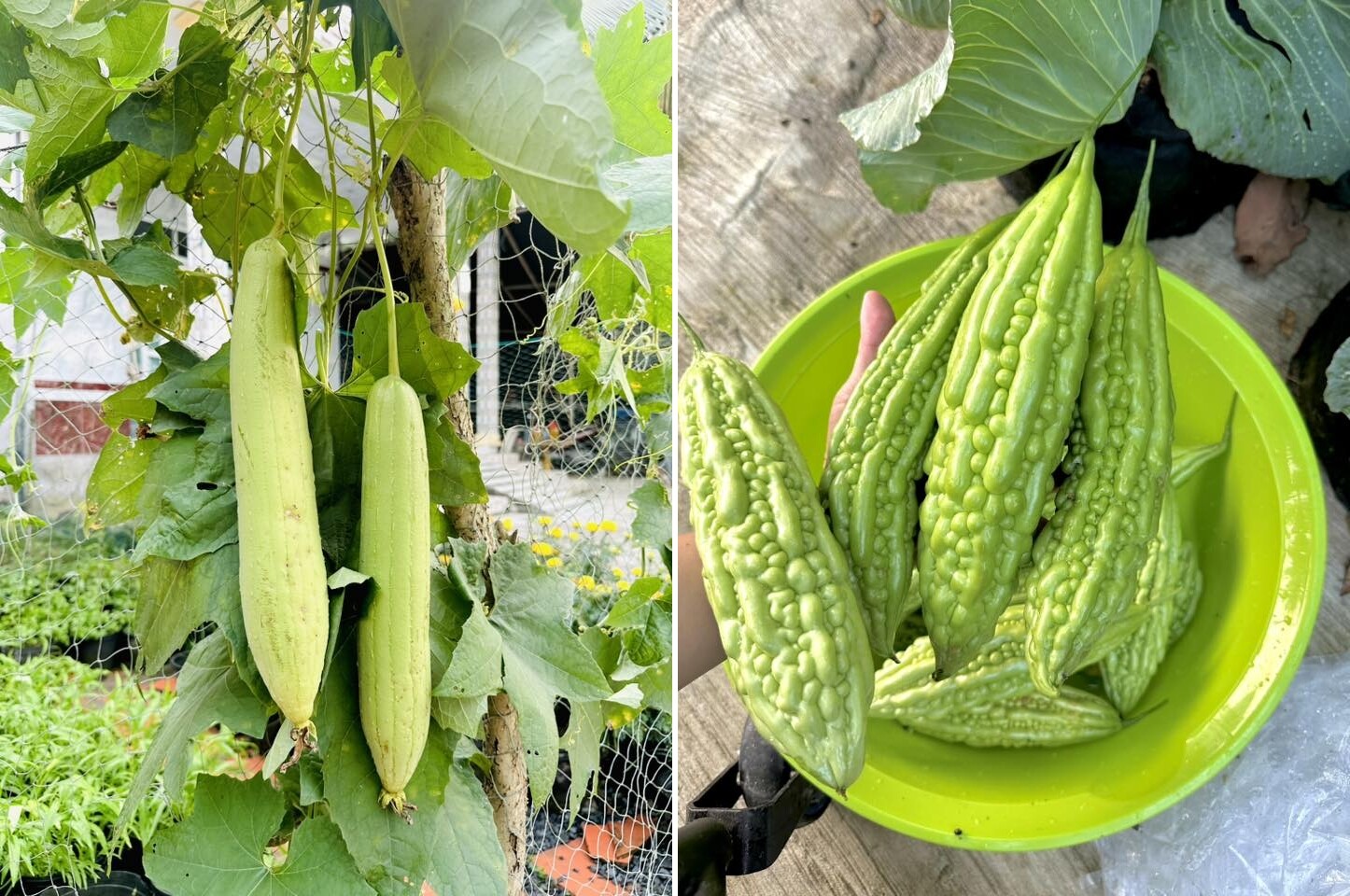 Chàng trai 9X ngồi xe lăn làm vườn, rau xanh giăng khắp lối, quả treo lúc lỉu trên giàn thật đã mắt - 13