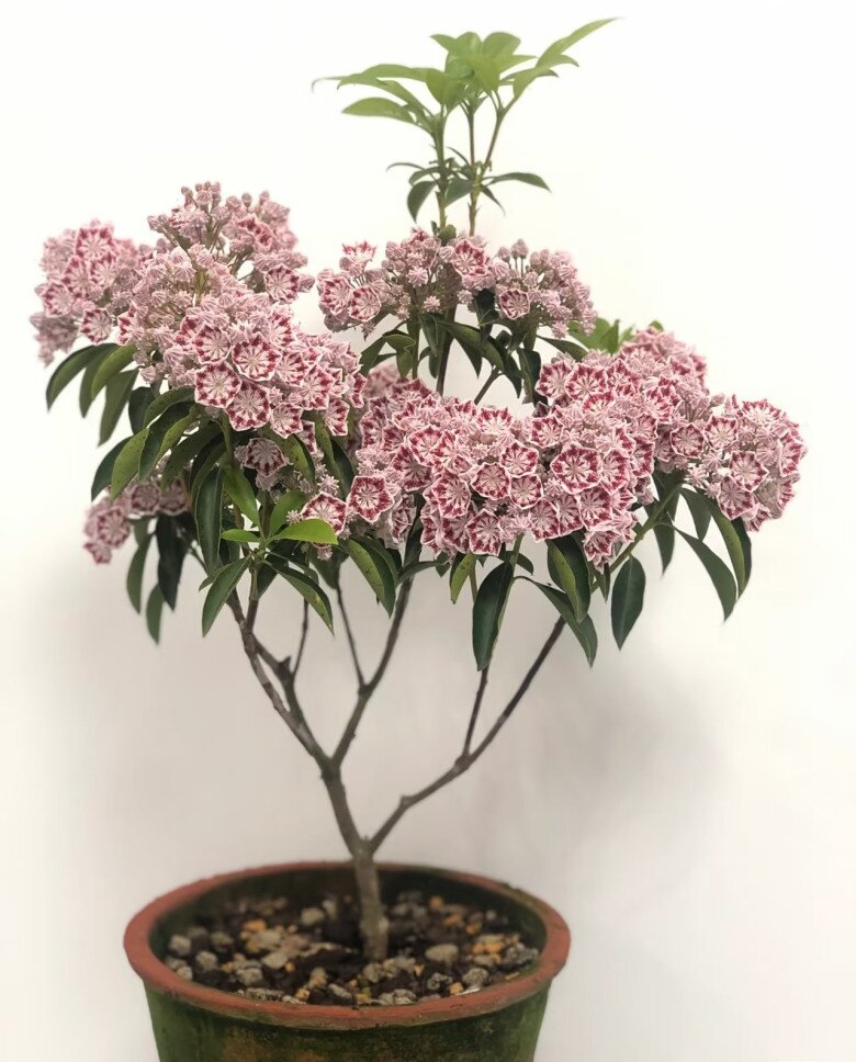 Đây là amp;#34;quý tộcamp;#34; trong thế giới cây cảnh, hoa đẹp lộng lẫy, hương thơm nồng nàn, chăm cực dễ - 8