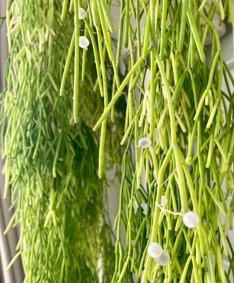 Quả của cây xương rồng tầm gửi.