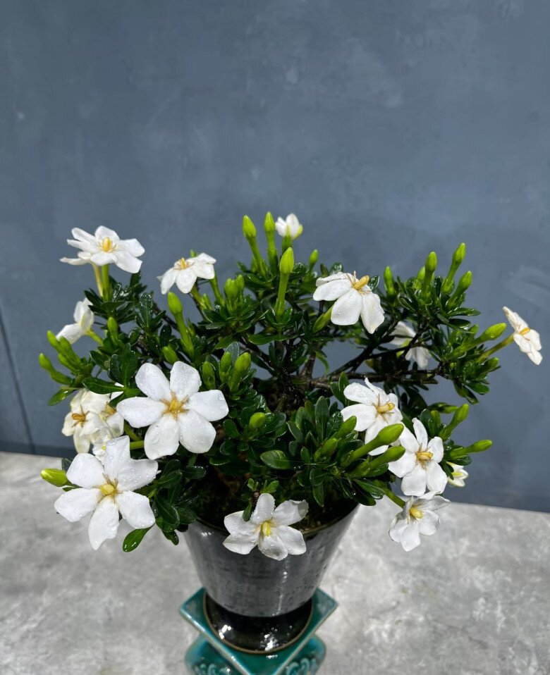 Đây là “vua” hoa trồng chậu, nở quanh năm đẹp như ngọc, thơm như nước hoa, giúp hút tài lộc vào nhà - 5