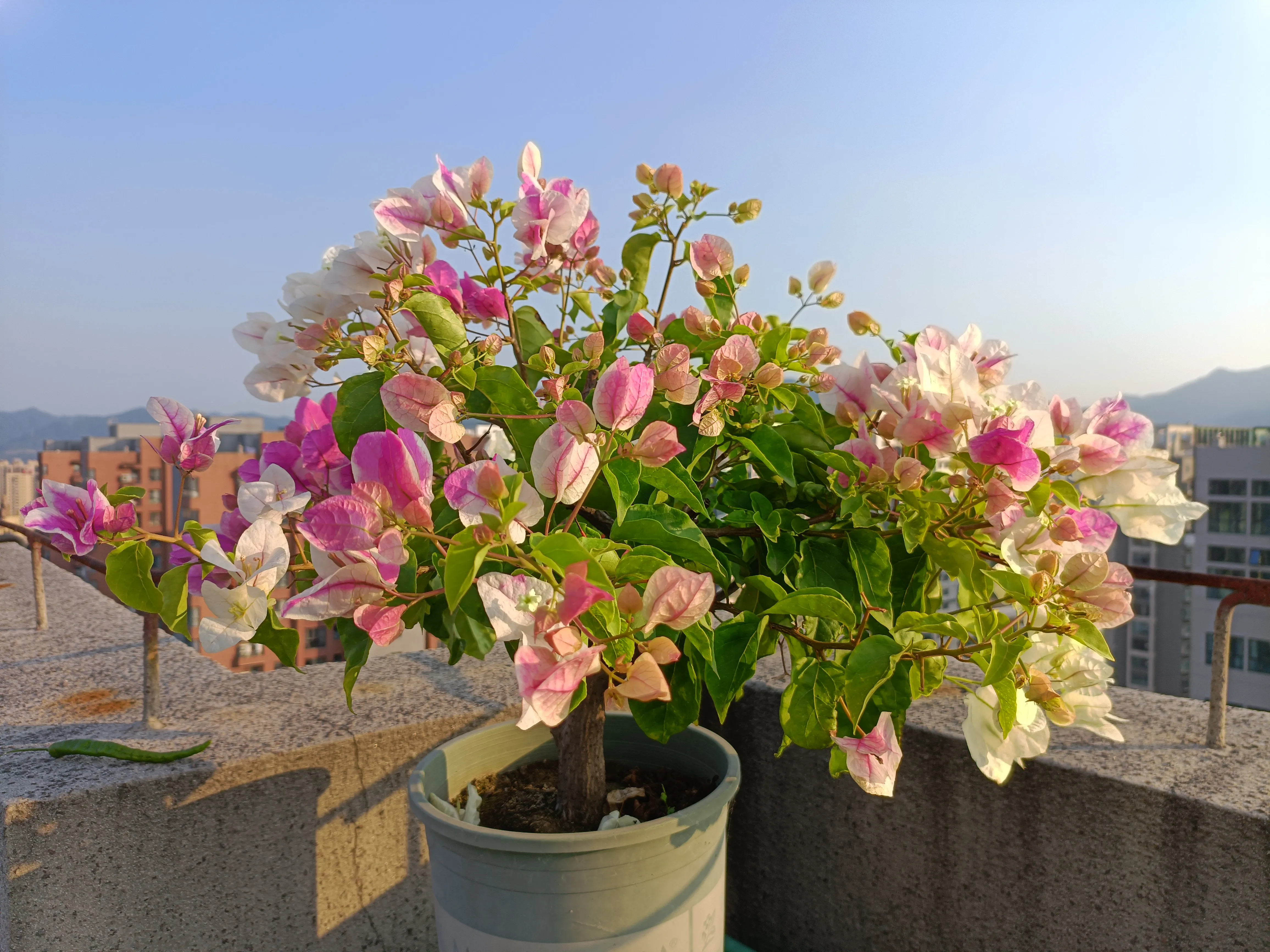 Đừng chỉ tưới nước lã cho hoa giấy! Hãy thêm thứ này vào, cây phát triển khỏe mạnh, nở hoa rực rỡ quanh năm - 5