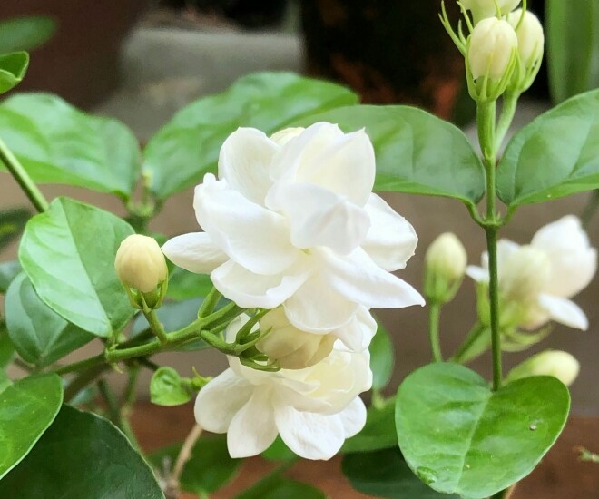 Đây mới là những cây cho nhà hướng Nam mang tài lộc và may mắn cho gia chủ