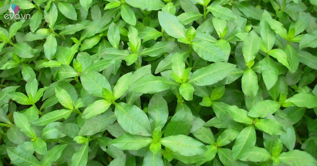 Rau dại mọc bờ bụi nay thành đặc sản, giá 70.000 đồng/kg, trồng siêu dễ ...