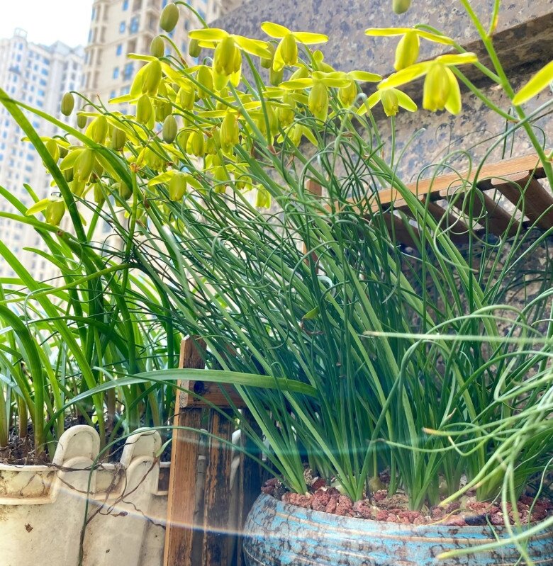 Loại cỏ này nở hoa đẹp như hoa lan, thơm nồng nàn, 1 chậu sẽ biến thành 3 chậu sau một năm trồng - 6