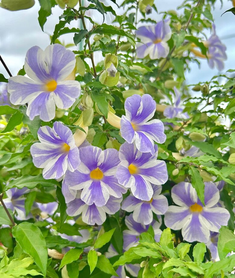 Loài hoa này đẹp không thua kém hoa giấy, nở từ xuân đến cuối thu, cắm cành xuống đất 3 tuần liền ra lá - 5