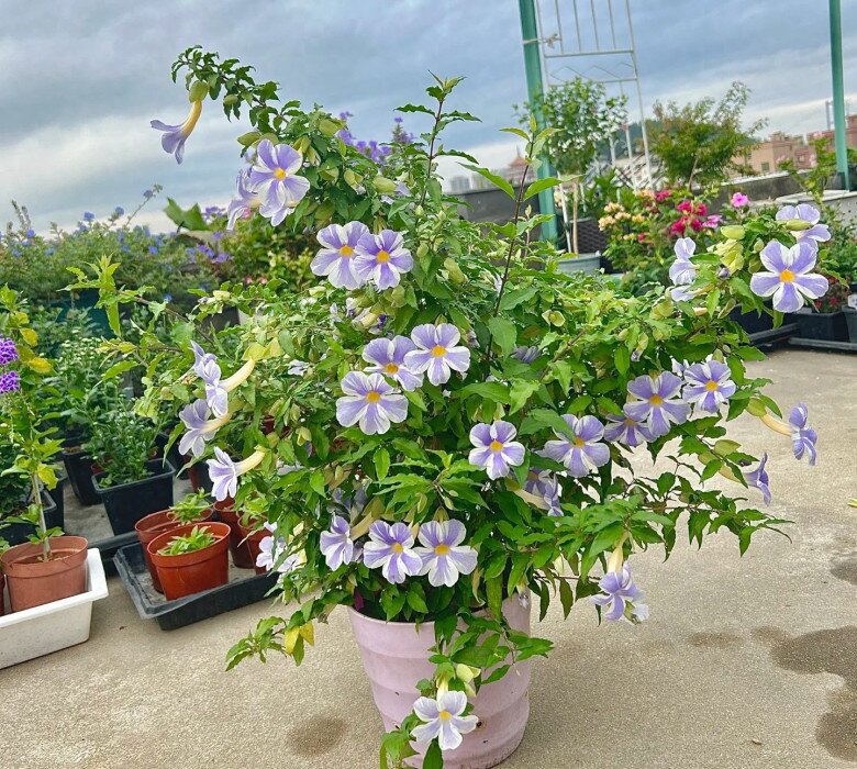 Loài hoa này đẹp không thua kém hoa giấy, nở từ xuân đến cuối thu, cắm cành xuống đất 3 tuần liền ra lá - 7