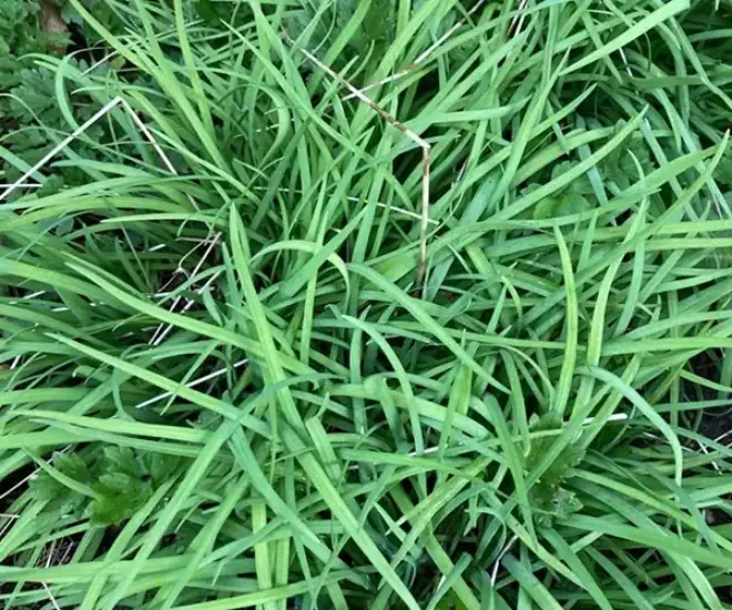 Loại rau bị nhầm là cỏ dại được ví như “vua bổ thận”, giá 30.000 đồng/kg, trồng một chậu ở ban công ăn cả đời - 1