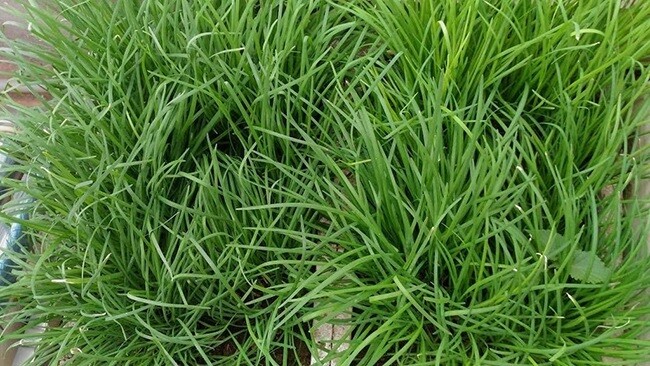 Loại rau bị nhầm là cỏ dại được ví như “vua bổ thận”, giá 30.000 đồng/kg, trồng một chậu ở ban công ăn cả đời - 5