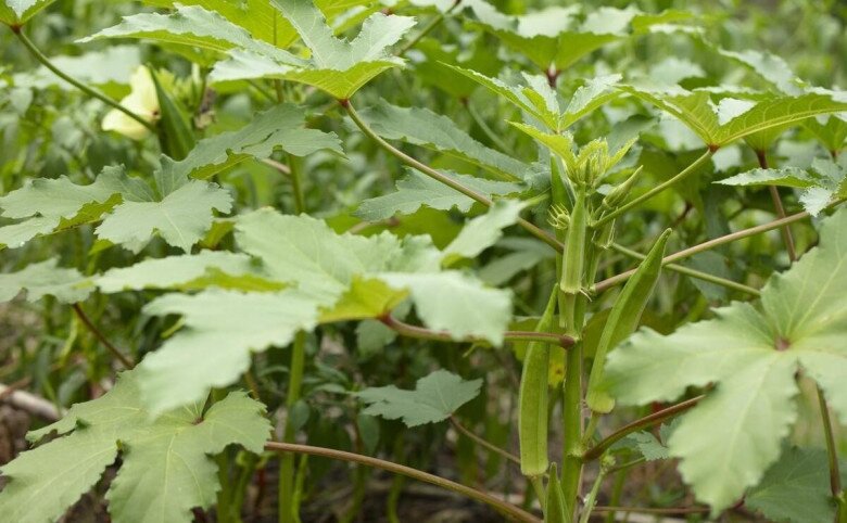 Loại rau này được mệnh danh là “nhân sâm xanh”, giá 60.000 đồng/kg, trồng một cây là hái liên tục suốt 120 ngày - 4