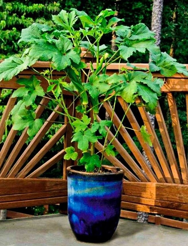 Loại rau này được mệnh danh là “nhân sâm xanh”, giá 60.000 đồng/kg, trồng một cây là hái liên tục suốt 120 ngày - 6