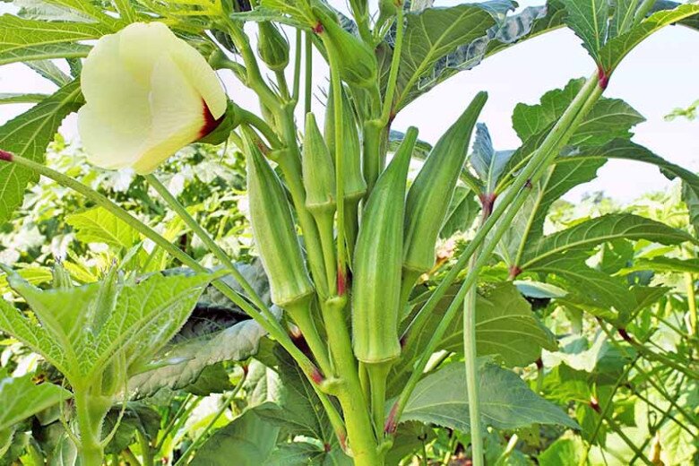 Loại rau này được mệnh danh là “nhân sâm xanh”, giá 60.000 đồng/kg, trồng một cây là hái liên tục suốt 120 ngày - 7