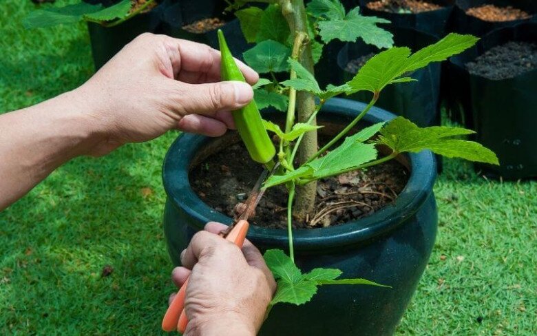 Loại rau này được mệnh danh là “nhân sâm xanh”, giá 60.000 đồng/kg, trồng một cây là hái liên tục suốt 120 ngày - 8