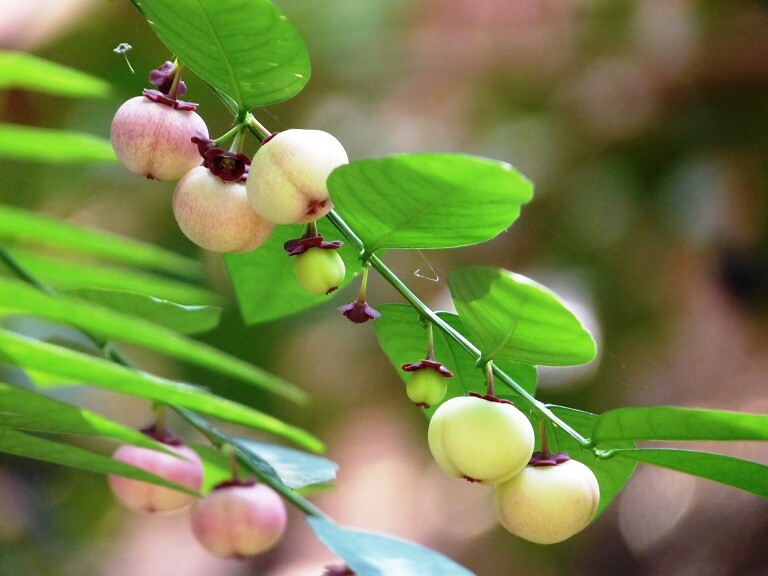 Quả của cây rau ngót.