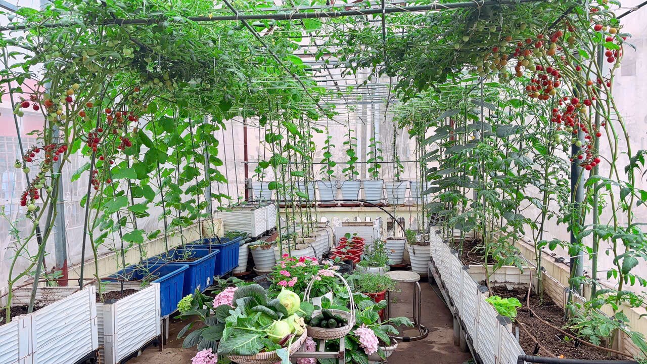 Một mảnh vườn khác của chị Luyến.