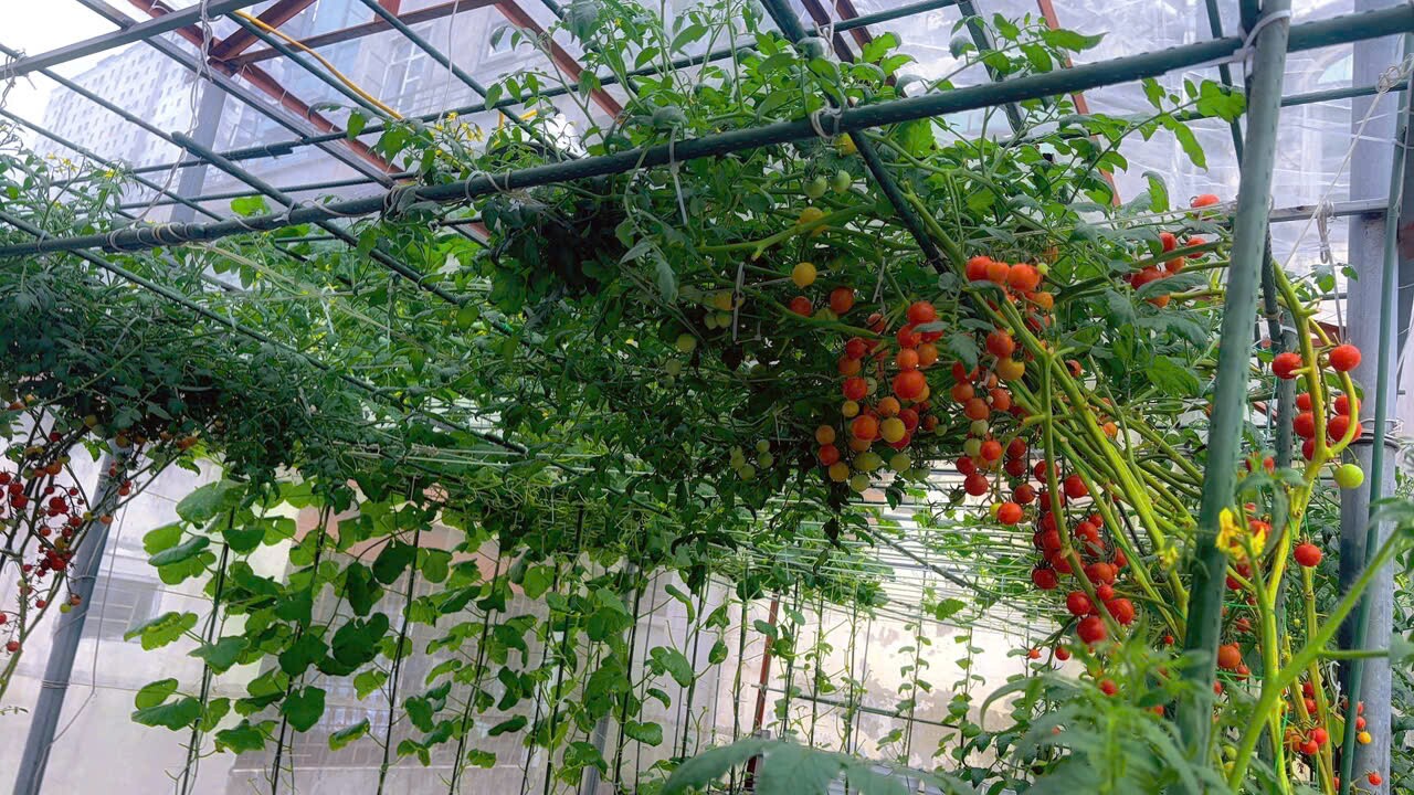 Mẹ đảm Hà Nội từng bị trêu chỉ trồng rau được amp;#34;dăm bữa nửa thángamp;#34;, giờ có hẳn 2 khu vườn xanh mướt trên sân thượng - 11