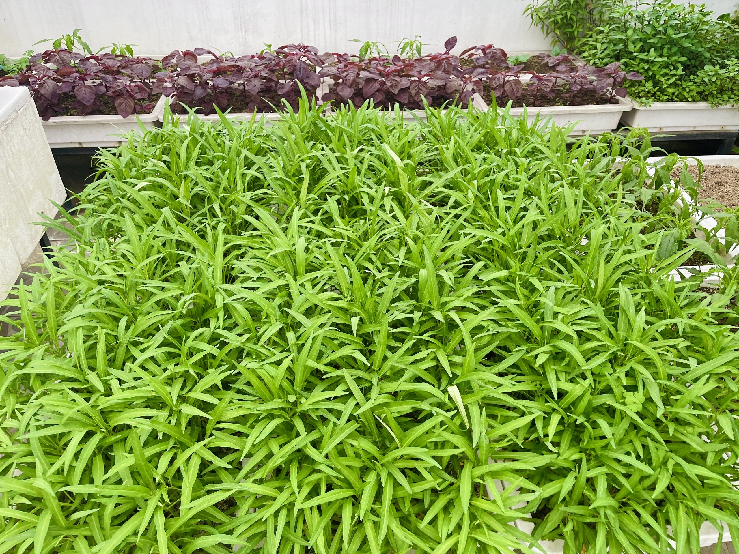 Vườn rau xanh mướt đủ loại.