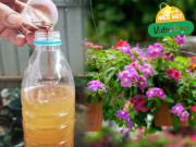 Nhà đẹp - Thêm thứ này vào nước vo gạo, hiệu quả tăng lên gấp 10 lần, cây nào "uống" cũng phát triển mạnh