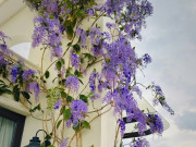 Nhà đẹp - Loài hoa này nở quanh năm, đẹp không kém hoa tử đằng, 70.000 đồng/cây nhưng xin hàng xóm 1 cành cắm vào đất là sống