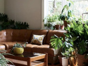 Nhà đẹp - 10 cây xanh “bổ người dưỡng nhan”, cực dễ trồng, đặt trong nhà giúp hấp thụ hết khí độc