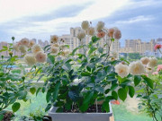Nhà đẹp - "Vua chịu bóng tối" của thế giới hoa hồng, hương thơm lan tỏa cả trăm mét, có thể trồng ở ban công hướng Bắc