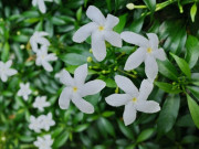 Nhà đẹp - Loài hoa nghe tên đã thấy phúc khí đầy nhà, nở quanh năm, tỏa hương dịu dàng, giá chỉ 10.000 đồng/cây