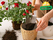 Thêm thứ này vào chậu hoa, cây phát triển tươi tốt, lá vàng sẽ chuyển sang màu xanh sau 3 ngày