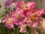 Nhà đẹp - Đây là "cỗ máy ra hoa" trong thế giới lan, vừa đẹp vừa thơm, giá rất rẻ lại dễ chăm sóc