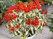 Nhà đẹp - Đây là "vua" của cây trồng chậu, đẹp từ lá đến hoa, nở 3 mùa mỗi năm, có thể trồng ở ban công hướng bắc