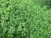 Nhà đẹp - Rau mọc hoang nay thành đặc sản, giá 50.000 đồng/kg nhưng hạt chạm đất là mọc, trồng 20 ngày là có ăn