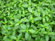 Nhà đẹp - Rau dại mọc bờ bụi nay thành đặc sản, giá 70.000 đồng/kg, trồng siêu dễ, gieo hạt một lần thu hái nhiều năm