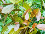 Nhà đẹp - Cây dại cắm đất là lên tua tủa, xưa mọc vạ vật bìa rừng nay thành đặc sản 150.000đ/kg, trồng một cây thu hoạch quanh năm