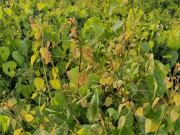 Nhà đẹp - Rau dại chống đói nay thành đặc sản giá 75.000 đồng/kg, cắm cành vào đất là bén rễ, cách 4 ngày thu hoạch 1 lần