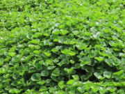 Nhà đẹp - Rau dại được ví như “vàng trên mặt đất”, mùa hè người người thi nhau mua, trồng siêu dễ, không cần chăm vẫn tươi tốt