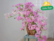 Tháng 6 hãy nhanh tay làm một việc với hoa giấy, càng “tàn nhẫn” cây càng nở hoa rực rỡ