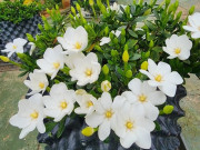 Nhà đẹp - Đây là “vua” hoa trồng chậu, nở quanh năm đẹp như ngọc, thơm như nước hoa, giúp hút tài lộc vào nhà