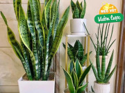 Nhà đẹp - Mùa hè chăm cây lưỡi hổ theo quy tắc “3 không thiếu”, chồi non sẽ mọc liên tục, một chậu thành 3 chậu