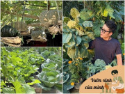 Nhà đẹp - Chàng trai 9X ngồi xe lăn làm vườn, rau xanh giăng khắp lối, quả treo lúc lỉu trên giàn thật đã mắt