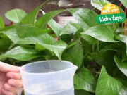 Nhà đẹp - Đừng chỉ tưới nước lã cho cây trầu bà nữa! Thêm thứ này vào nước lá vừa xanh đậm vừa bóng mượt, ra cành mới ầm ầm