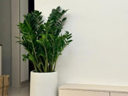 Nhà đẹp - Đặt cây kim tiền ở vị trí này trong nhà sẽ mang lại vận may tốt nhất, 99% mọi người không biết