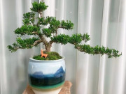 Nhà đẹp - 3 cây bonsai này là “thần Tài mini”, sống khỏe hơn 50 năm, càng trồng càng đẹp, càng có giá