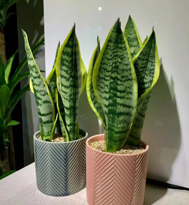 Ngày càng nhiều người từ bỏ cây lưỡi hổ, 4 điểm trừ lớn khiến loại cây “quốc dân” này mất điểm - 2