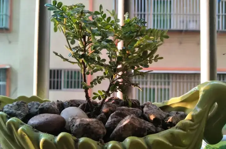 Người giàu thích trồng 3 loại cây này hơn hoa, vừa sang vừa hút tài lộc, bảo vệ sức khỏe cả nhà - 2