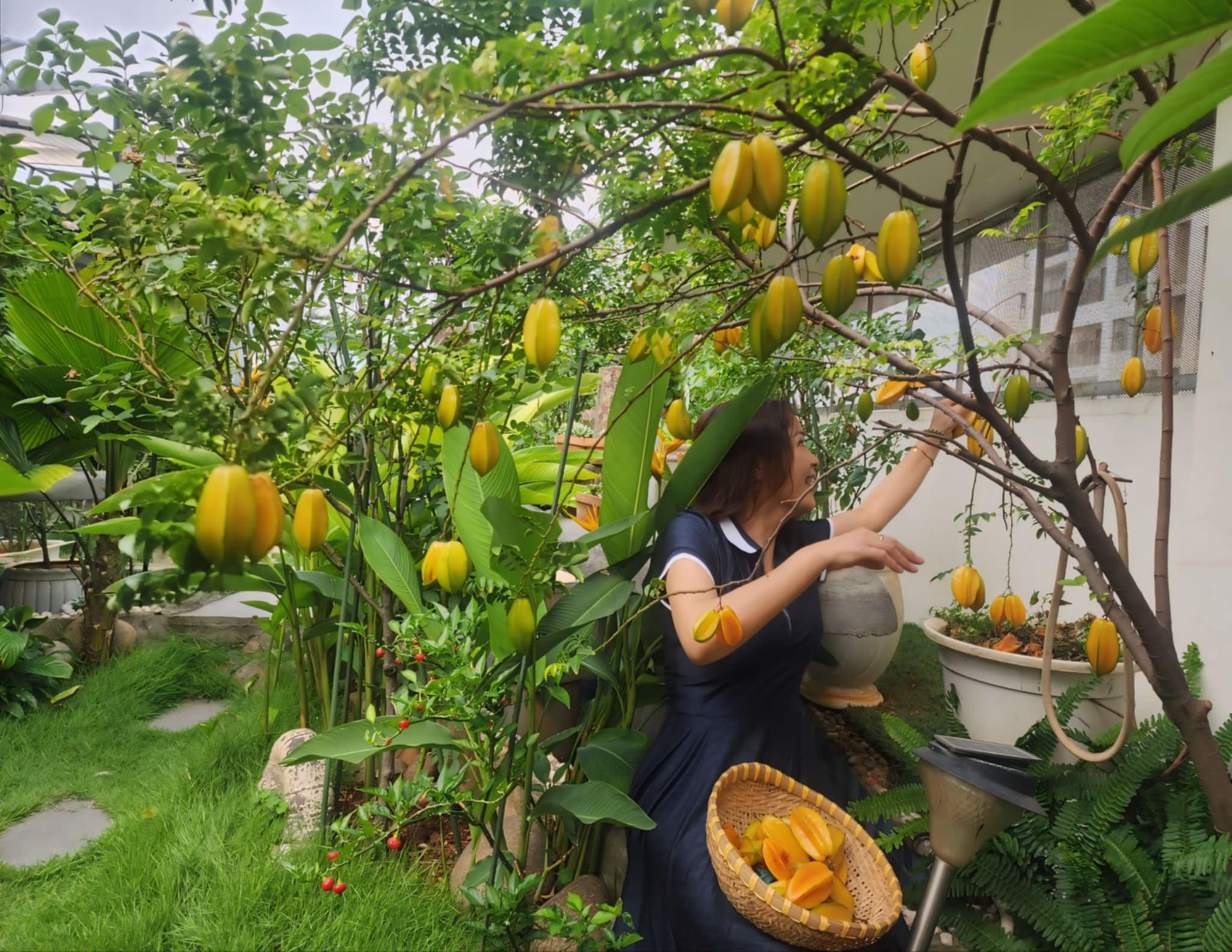 Chị gái chị Nga tới thu hoạch rau quả cùng chị.