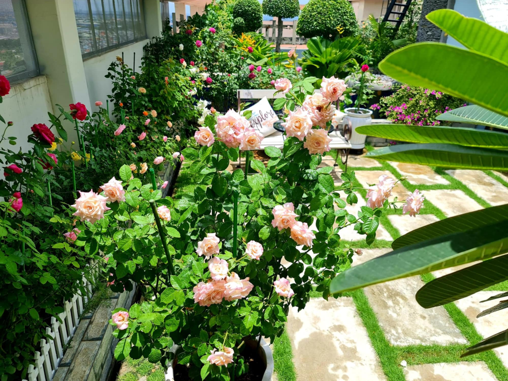 “Ốc đảo xanh mát” ở penthouse tầng 23 của mẹ đảm Bình Dương: Hoa hồng tỏa ngát hương, vườn rau trái trĩu quả - 18